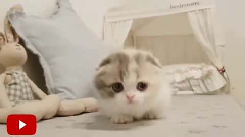 cute kitten videos short leg cat- KimsKennel