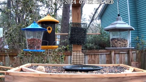 Relaxing Live Bird Cam