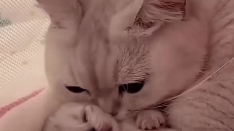 Hey one in a Million love catCute kitten hugs puppy