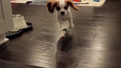 Slow motion puppy running!!! #funny #cute #puppy #shorts #dog #pets #animals #slowmotion