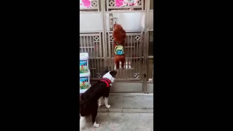 Cute pets and dogs_ funny video complication 2021