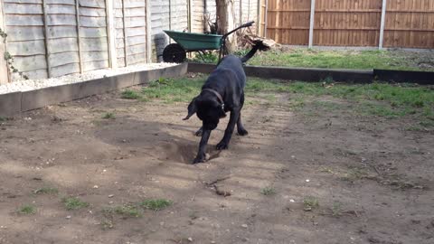 Dog just can't figure out how to bury toy