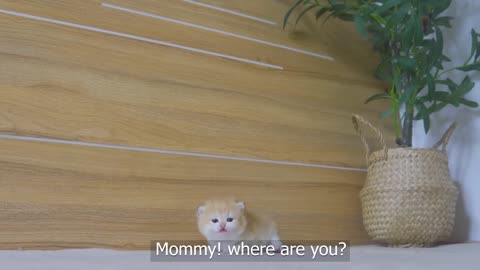 Tiny kitten pudding is crying to find mother cat