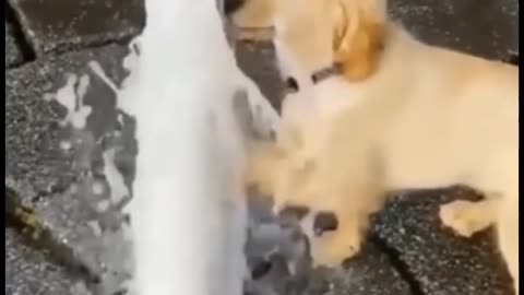 Cute_🐶dog_let_me_drink🤣_Funny_dog_video_#shorts_#Dogs