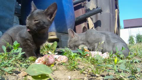 Feeding ravenous felines