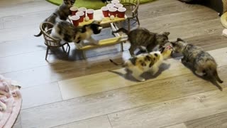 Foster Kittens Get Wild When Nobody's Watching