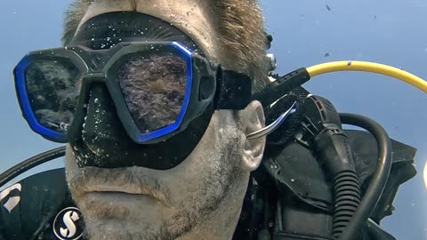 Small Fish Cleans Scuba Diver's Ears