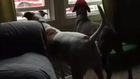 Dog Howls At A Firetruck On His Own Street