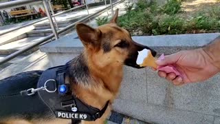 Police Dog Eating Ice Cream - Melting Away...