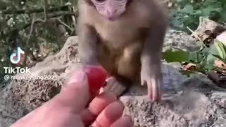 MUST SEE!! Cute Baby Animals!!!