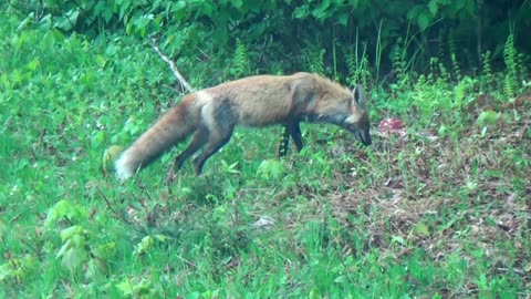 Fox eating roadkill