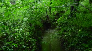 Relaxing Walk in the Rain Umbrella and Nature Sounds for Sleep and Relaxation 4k ASMR