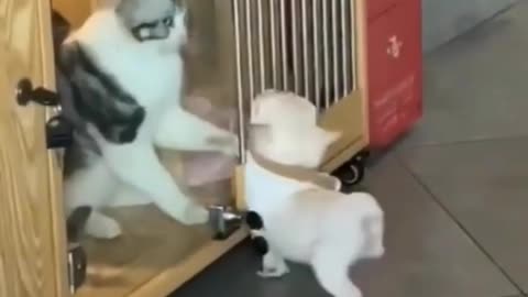 Funniest Animal Videos 2022 😂- Funny Cats 😹and Crazy 🐶Dogs Videos 2023 ...