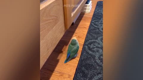 smart and funny bird-parrot talking video compilation