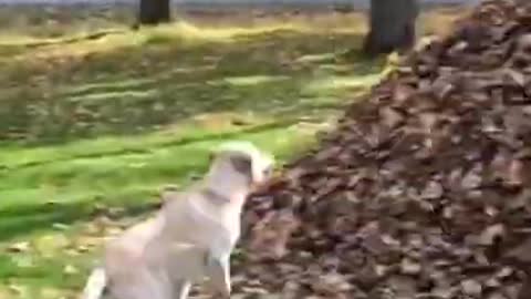 dogs having the time of their lives