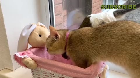 Mother cat wants to climb into the basket but Susie got there first.