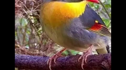 दुनिया के सबसे अनोखा पक्षी🐦 - Rarest Birds Of The World