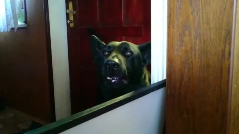 Cute black German Shepherd begs owners to come inside