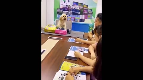 New Funny Animals 😂 Funniest Cats And Dogs Videos 🐱🐶