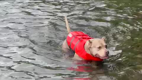 Squealing dog learning how to snorkel