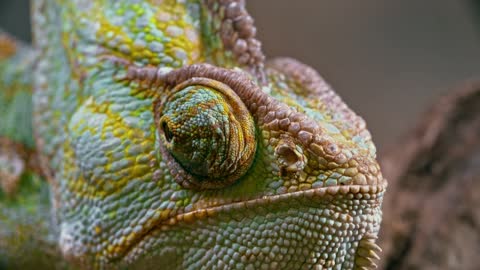 see the beauty of this colorful chameleon