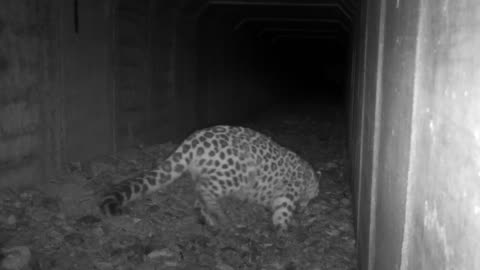 Amur leopards got their lives back after raising their kittens