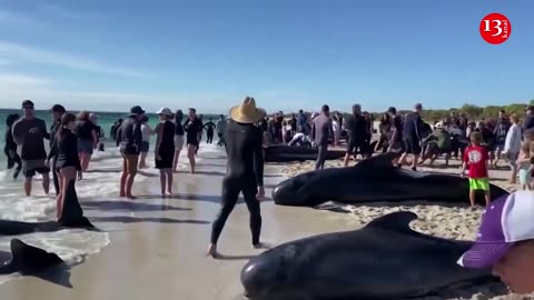 Some130 whales rescued after mass stranding on Western Australia beach