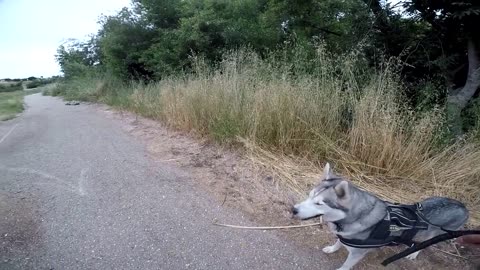 *Warning* Siberian Husky Protecting Owner Caught On Video | Guard Dog Test In Action