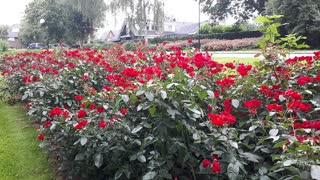 Beautiful red Roses