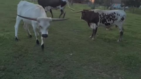 These cows look pretty laid back