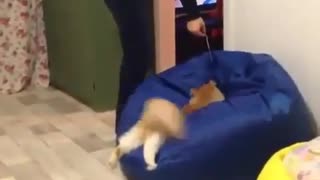 Hilarious Cat Loves Beanbag Chair!