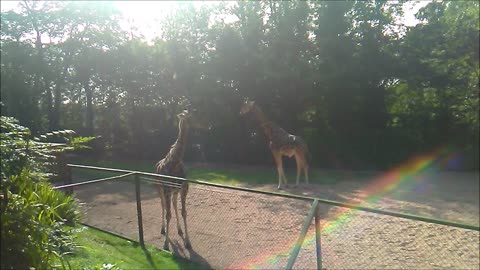 Giraffes at the Zoo with Baby Giraffe