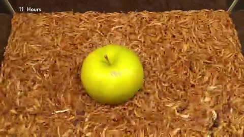 Mealworms eating green apple, peppers and lettuce - 10.000 worms!_Cut
