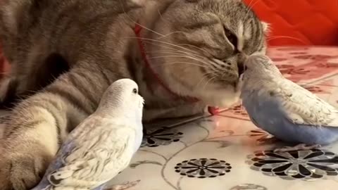 Cat and parrot fun playing in the house