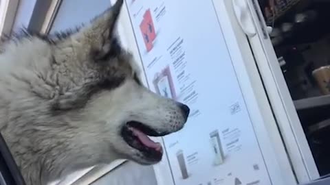Husky ordering for food at the drive through