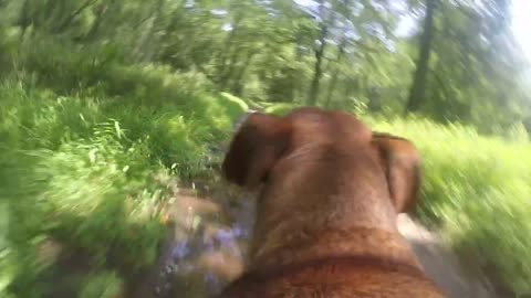 Dog Perspective GoPro: Samson Searches for Stick and Breaks into Fast Run