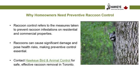 Preventive Raccoon Control: How Hawkeye Can Help Protect Your Property