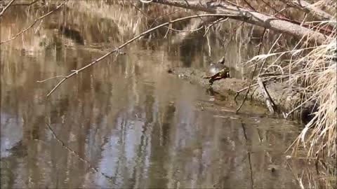 Turtle Sunbathing On A Log In The Creek
