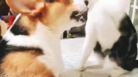 Funny Moment Cat and dog Viral 2023 #Animals #Cat #dog #funny
