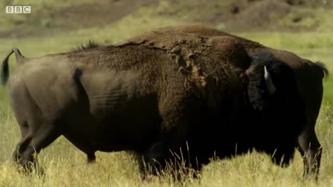 Bison Fight for Mating Rights | Mystery of Wildlife