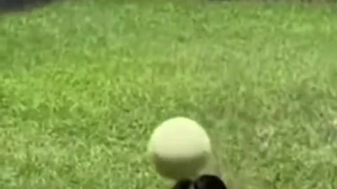 funny dog playing ball 2022 🤣😍