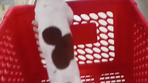 Ghost riding in Tractor Supply.
