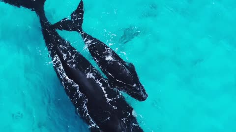 Southern Right Whale & Calf