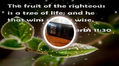 Holy Bible Proverbs 11