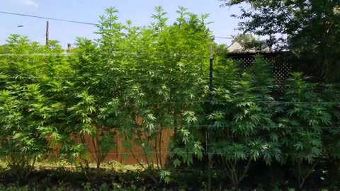 2021 Outdoor Cannabis Garden Tour | Garden Update [#15]