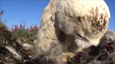 Snowy owl’s story- from eggs to big chicks