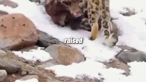 Doggo vs snow leopard