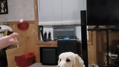 Golden retriever playing catch with her favorite ball