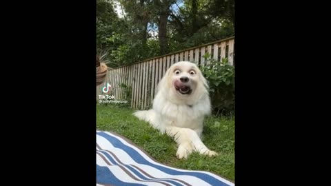 FUNNY ANIMAL VIDEOS MIX OF 2024