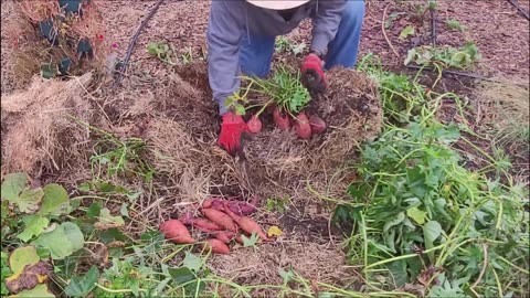Harvesting Sweet Potatoes Grown In A Straw Bale